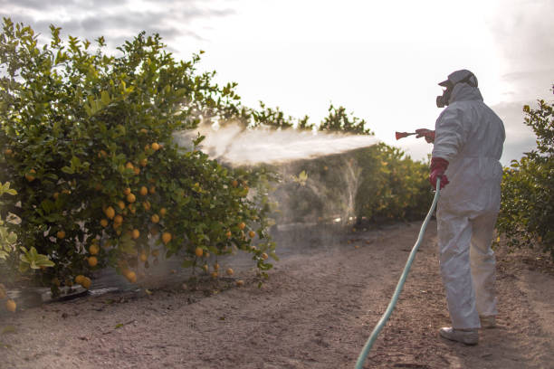 Best Flea Control Services  in Ivins, UT