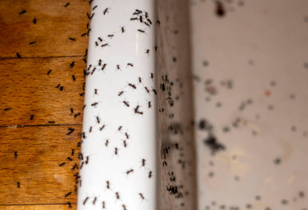 Best Cockroach Control Services  in Ivins, UT