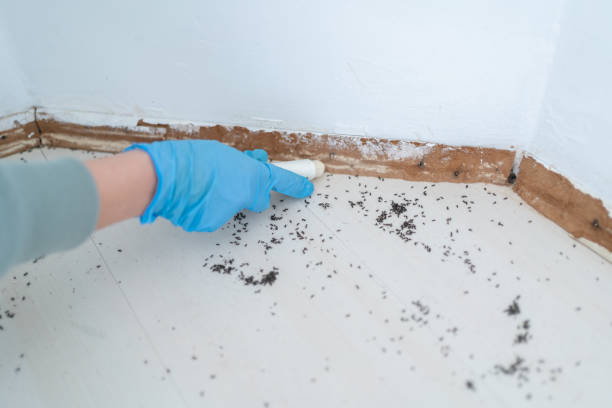 Professional Pest Control in Ivins, UT